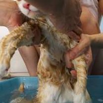 Kąpiel kota