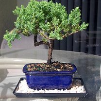 Drzewko Bonsai