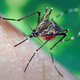 Ugryzienie komara