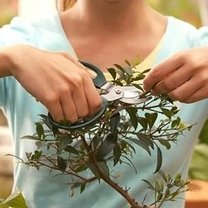 przycinanie bonsai