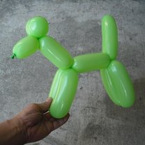 pies z balona