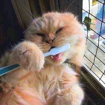 czyszczenie kotu zębów