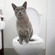 Korzystanie z toalety - jak nauczyć kota?