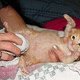 stymulowanie oddawania moczu kotków