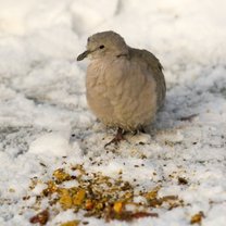 ptaki w zimie