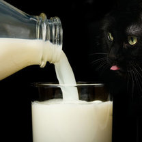 Kot i mleko