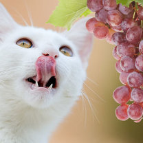Kot i winogrona