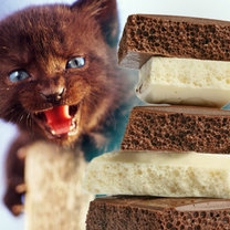 Kot i czekolada