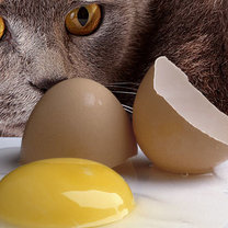Kot i żółtko jaja