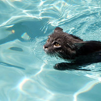 pływający kot