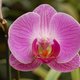 orchidea pielęgnacja w domu