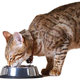 kot jedzący mokrą karmę