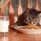 Kot je z talerza