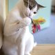 Kot bawiący się piórkiem