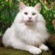 Kot norweski leśny biały