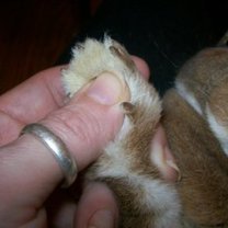 Obcinanie pazurków królikom