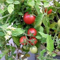 Pomidory pod folią