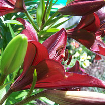 Lilie w ogrodzie