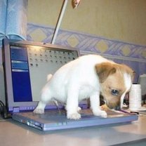 Pies sika na laptopa