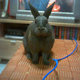 Zabezpieczenie kabli przed królikiem
