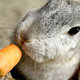 Jedzenie dla królików