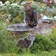 Koty w ogrodzie