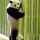 Stojąca prosto panda