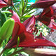 Lilie w ogrodzie