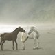 Konie na plaży podczas mgły