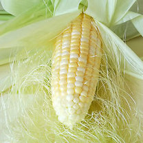 kukurydza z wąsami