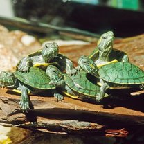 żółwie wodne