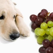 pies i winogrona
