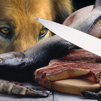 pies i surowe mięso