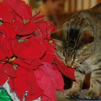 kot jedzący gwiazdę betlejemską