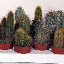 kaktusy