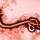 wirus Ebola