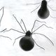 pająki z zarówek