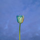 farbowany tulipan