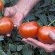 uprawianie pomidorów