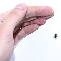 Jak pozbyć się owadów z domu  krok 1