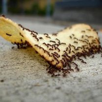 mrówki jak się pozbyć
