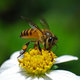 pszczoły miodne